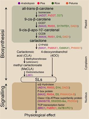 Biological Functions of Strigolactones and Their Crosstalk With Other Phytohormones